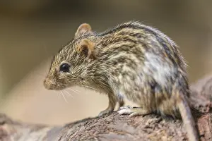Striped Grass Mouse, Lemniscomys barbarus