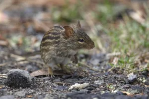 Striped Grass Mouse (Lemniscomys sp)