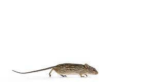 Striped grass mouse running from left to right in a hurry