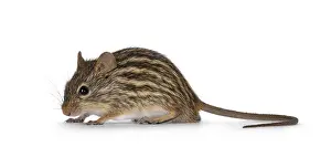 Striped grass mouse standing side ways