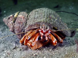 A Striped hermit crab (Pagurus anachoretus) in its grey-brown shell on a sandy bottom