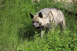 Striped hyena (Hyaena hyaena), adult