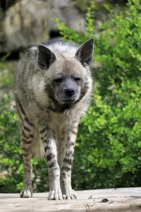 Striped hyena (Hyaena hyaena), adult