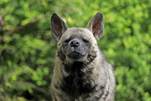 Striped hyena (Hyaena hyaena), adult