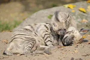 Striped Hyena (Hyaena hyaena), with young animal