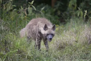Striped hyenas (Hyaena hyaena)