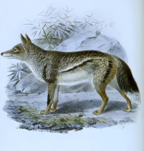 Striped jackal (Canis adustus)