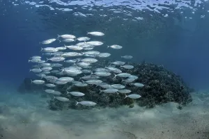 Striped Makarels (Rastrelliger kanagurta)