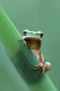Striped mediterranean tree frog (Hyla meridionalis)