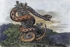 Striped Rattlesnake Crotalus Durissus From a 17th century print
