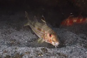 Striped red mullet (Mullus surmuletus) foraging