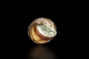 A striped Roman snail (Helix lucorum) stuffed with herb garlic butter