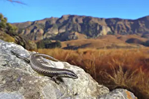 Striped skink (Mabuya striata) adult