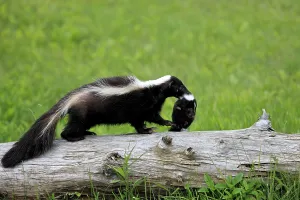 Striped skunk (Mephitis mephitis)