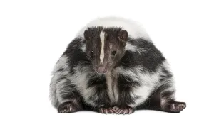 Striped skunk, Mephitis Mephitis