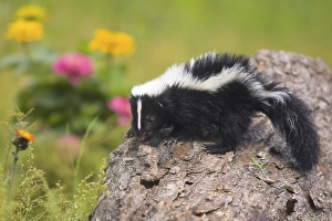 Striped skunk (Mephitis mephitis), juvenile