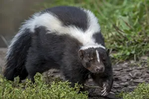 Striped skunk (Mephitis mephitis) omnivore native to southern Canada