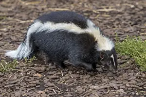 Striped skunk (Mephitis mephitis) omnivore native to southern Canada