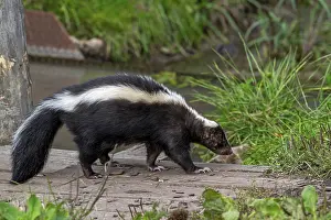 Striped skunk (Mephitis mephitis) walking over wooden footbridge