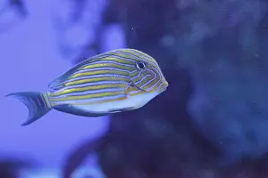 Framed Print : Striped surgeonfish Acanthurus lineatus swims on a coral reef
