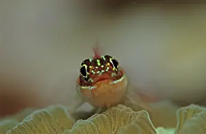 Striped threefin on stony coral