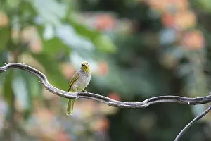 Striped-throated bulbul (Pycnonotus finlaysoni)