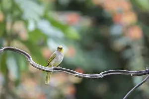 Striped-throated bulbul (Pycnonotus finlaysoni)