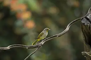 Striped-throated bulbul (Pycnonotus finlaysoni)