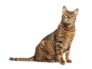 Striped toyger cat sitting and looking at camera