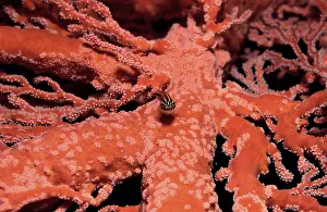 Striped Triplefin on gorgonia (Helcogramma striata)