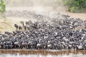 Striped wildebeest (Connochaetes taurinus)