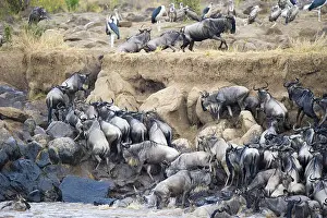 Striped wildebeest (Connochaetes taurinus)