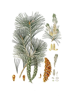 Strobe, Pinus strobus, also Weymouth pine, Weymouth pine, digitally improved reproduction of an original by Aylmer Bourke Lambert (1761 - 1842), English botanist, published around 1810