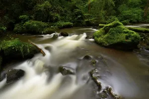 Strohner Switzerland, Alfbach, Daun