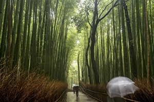 Strollers in the rain, bamboo forest of Arashiyama