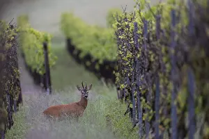 Strong abnormal roebuck in a vineyard