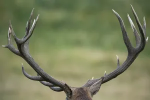 Strong antlers of a red deer ( Cervus elaphus) Klamptenborg