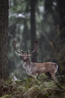 A strong fallow deer (Dama dama) leaves the rut