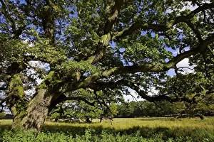 Very strong and old english oak - pedunculate oak (Quercus robur)