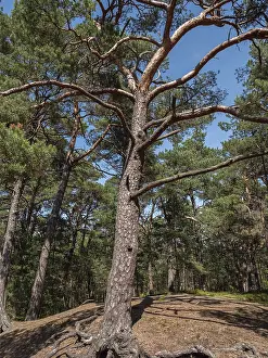 A strong tree with branched branches stands imposingly in the forest