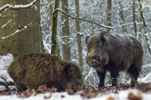 A strong wild boar (Sus scrofa) approaches a herd of wild boar with young boars during the mating season