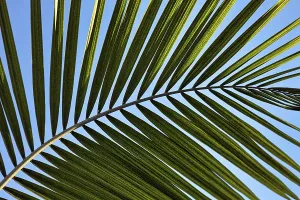 Structure of a palm frond, close-up