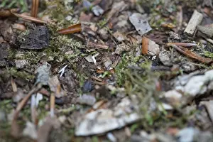 Structure-rich forest floor in the DarB primeval forest