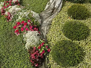 Structured, green bed with colourful flowers in the garden