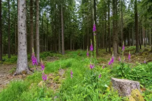 Struffelt nature reserve, forest near Roetgen-Rott
