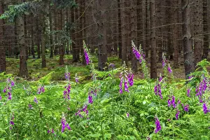 Struffelt nature reserve, forest near Roetgen-Rott