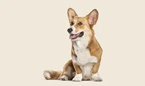 Studio portrait of a Welsh corgi Cardigan