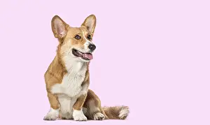 Studio portrait of a Welsh corgi Cardigan