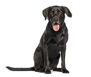 Studio shot of a beautiful black labrador retriever sitting and panting against a white background