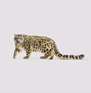 Studio shot of beautiful snow leopard walking on colored background